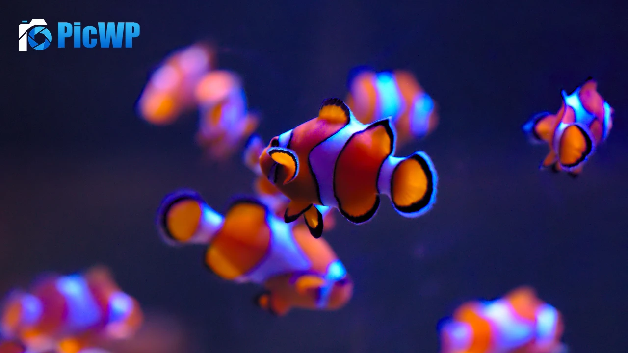 Clownfish Aquarium 4K PC Wallpaper
