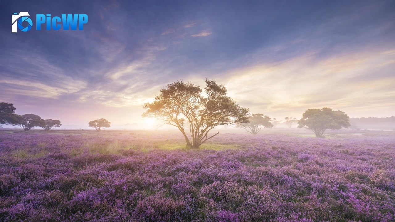 Purple Flowers Field 4K PC Wallpaper