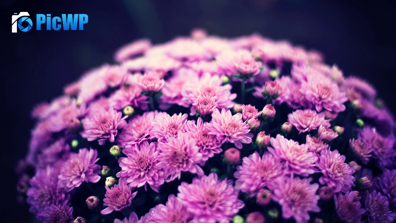 Chrysanthemum flowers Purple Flowers 4K PC Wallpaper