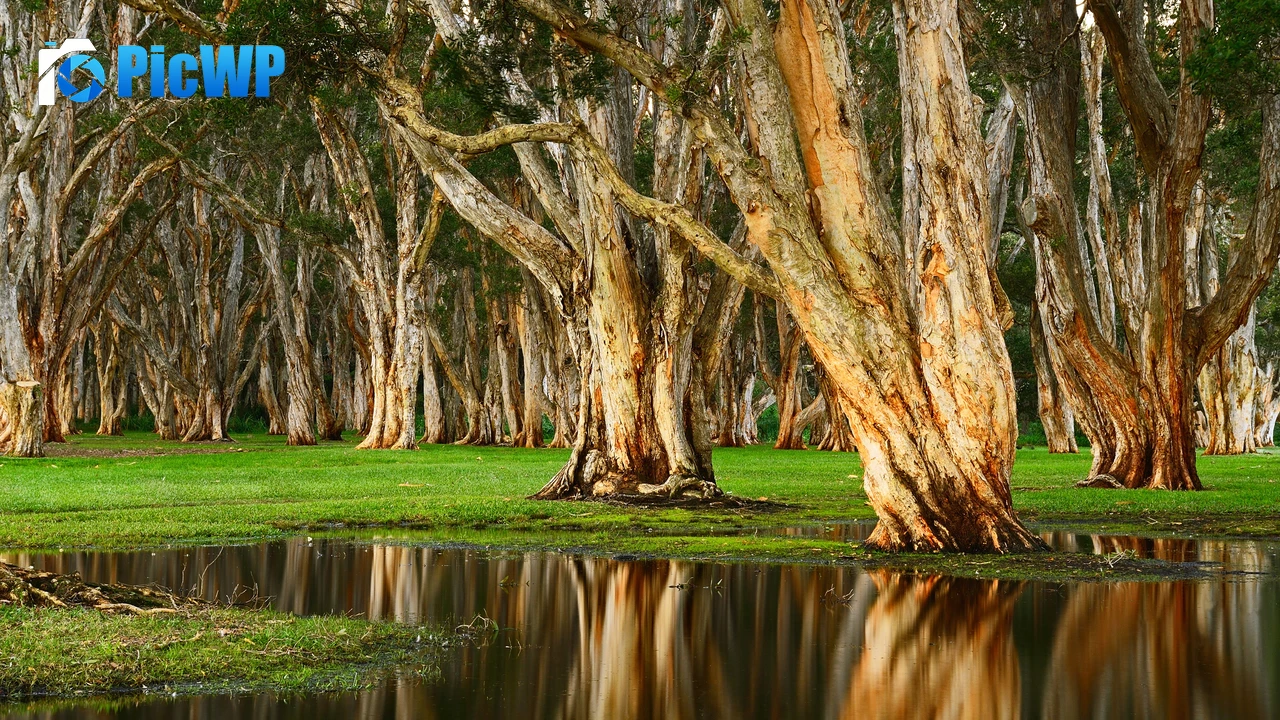 Centennial Park Forest 4K PC Wallpaper
