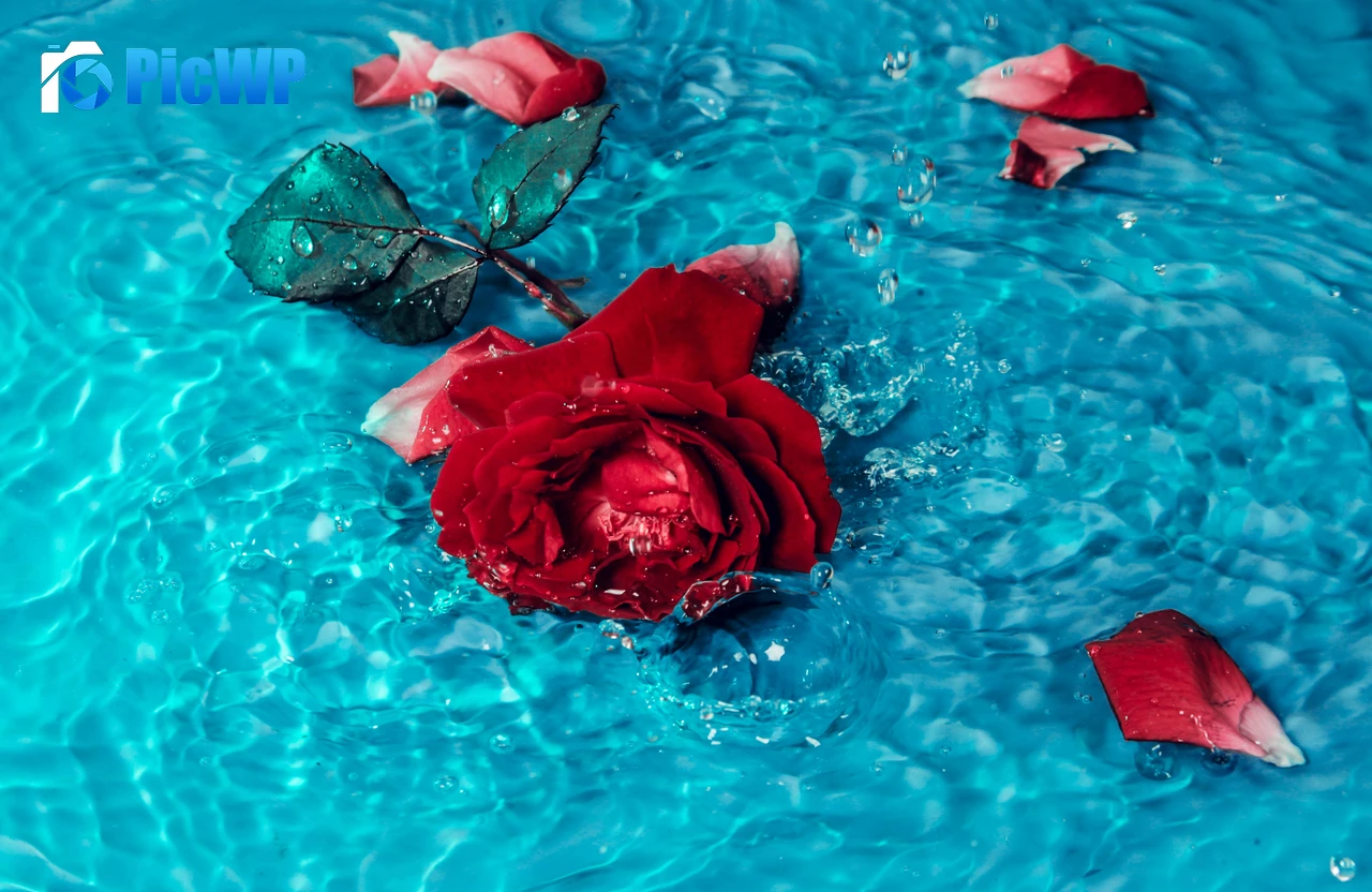 Red Rose Rose flower 5K PC Wallpaper
