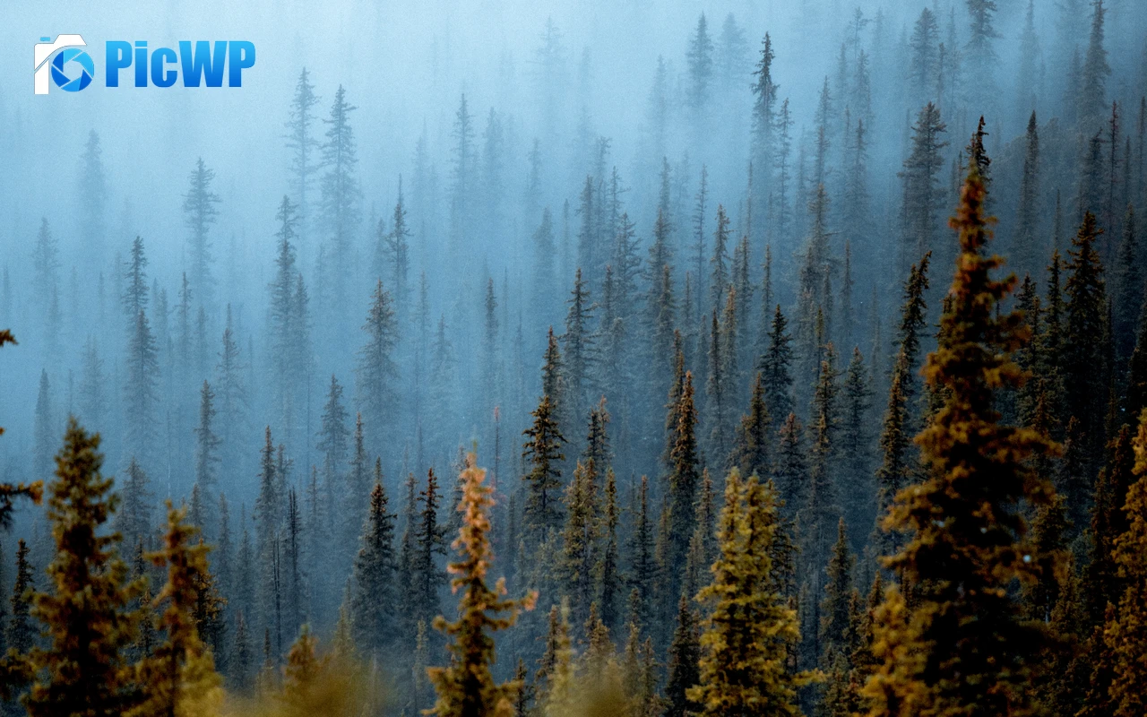 Foggy forest Pine trees 6K PC Wallpaper