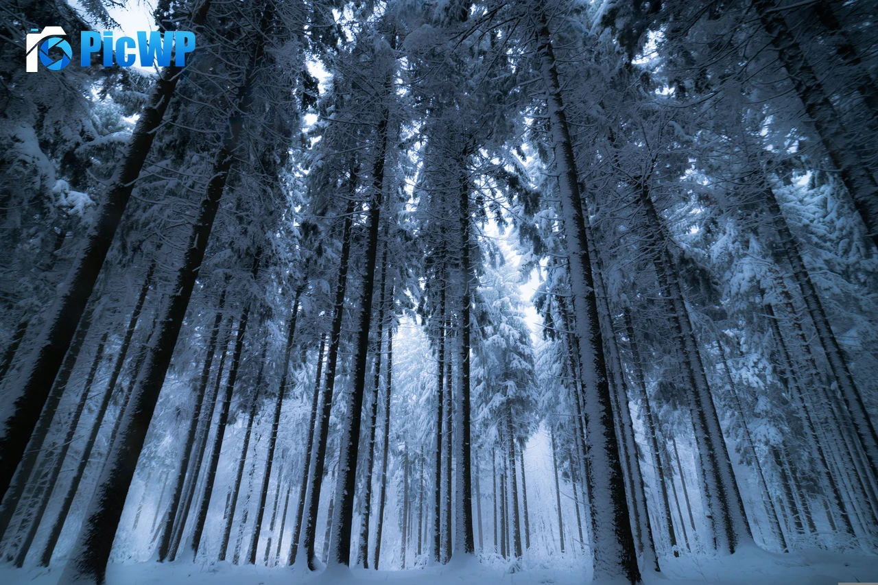 Winter forest Cold night 6K PC Wallpaper