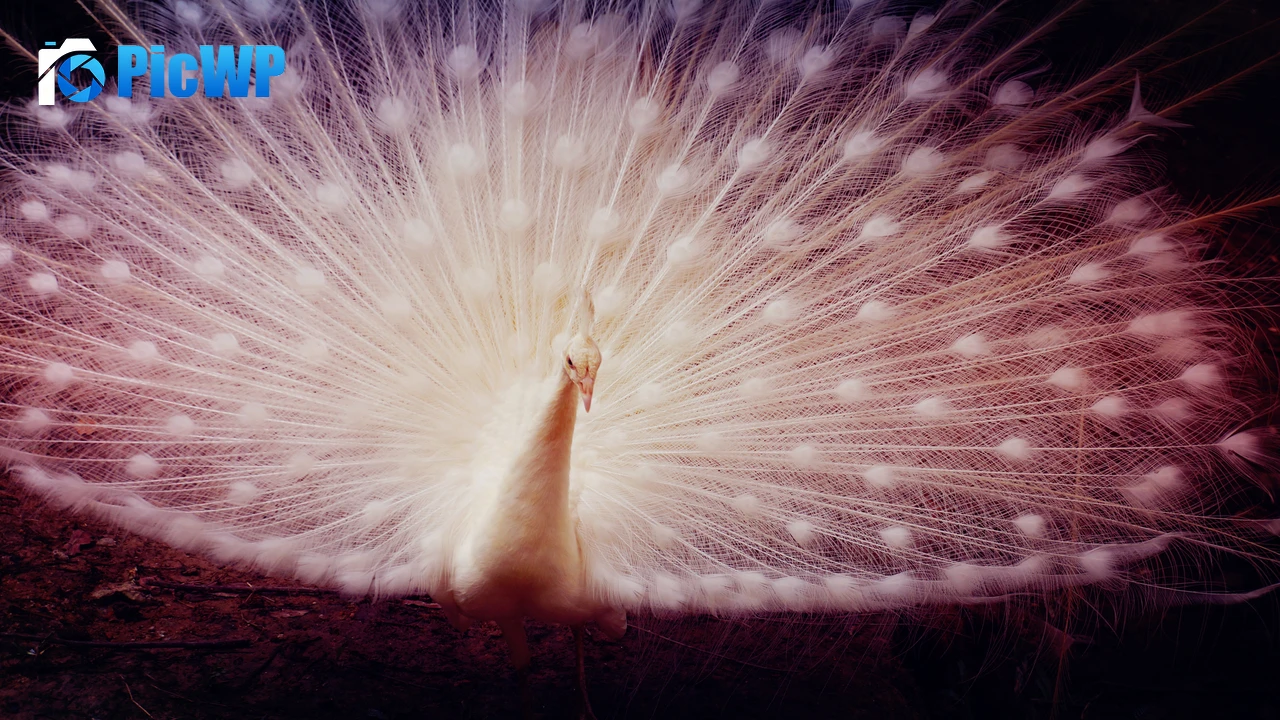 White peacock Girly backgrounds 6K PC Wallpaper