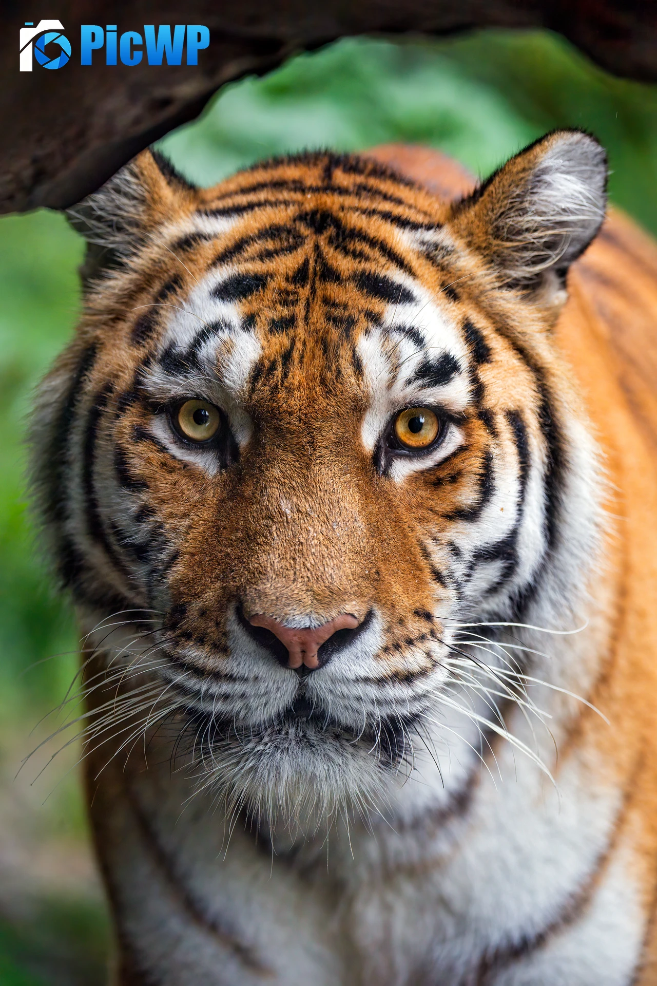 Amur tiger Closeup 6K Mobile Wallpaper