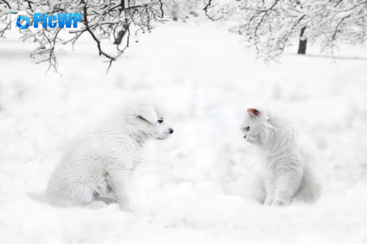Cute dog Cute Cat 8K PC Wallpaper