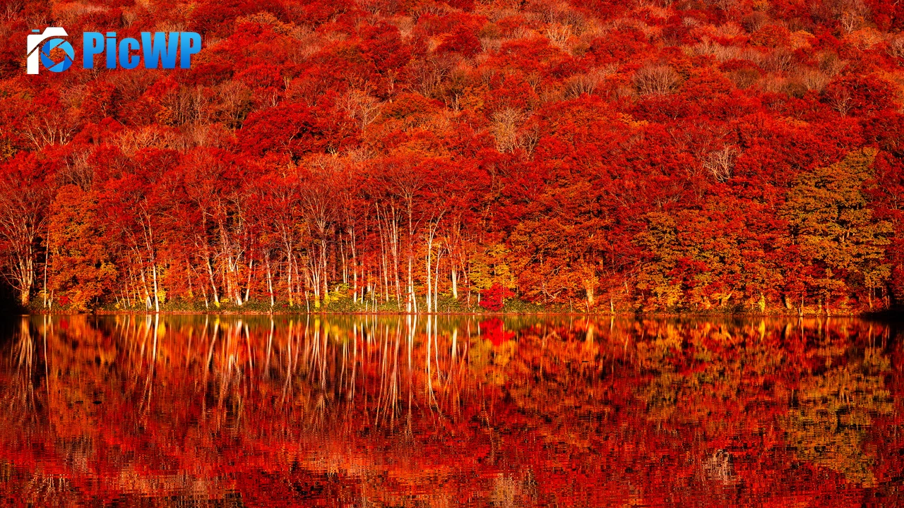 Autumn colors Tohoku 8K PC Wallpaper