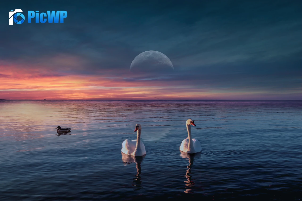 Swans Lake 8K PC Wallpaper