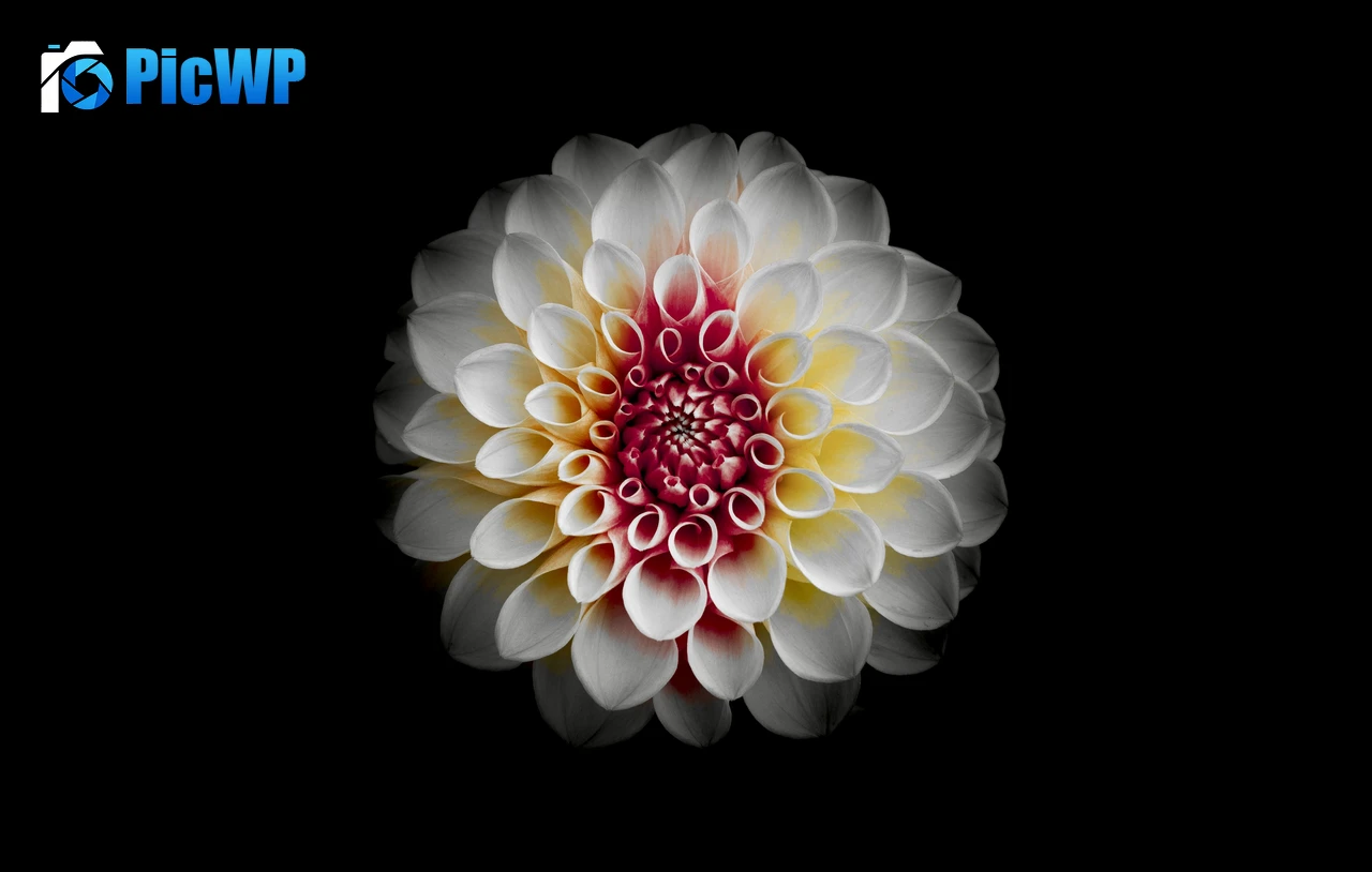 White Dahlia Black background 5K PC Wallpaper