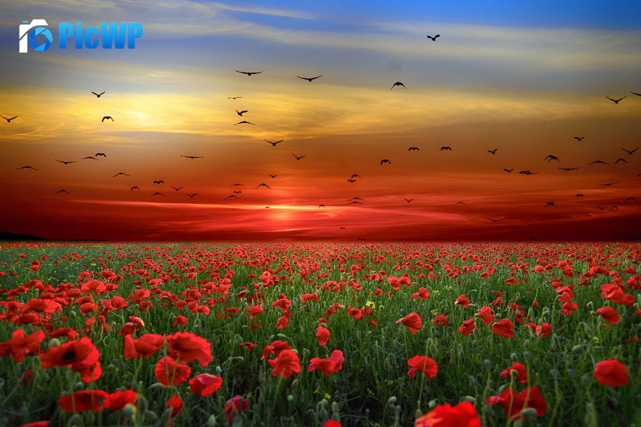 Poppy flowers Poppy Field 8K PC Wallpaper