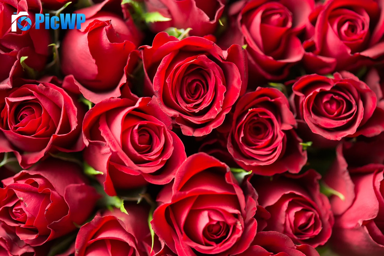 Red Roses Red flowers 4K PC Wallpaper