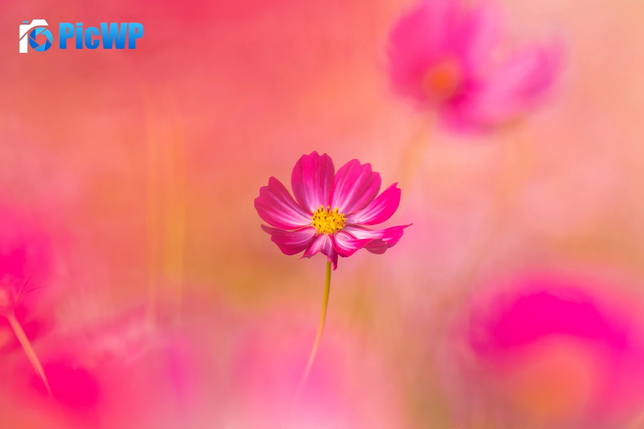 Cosmos flowers Pink flower 6K PC Wallpaper