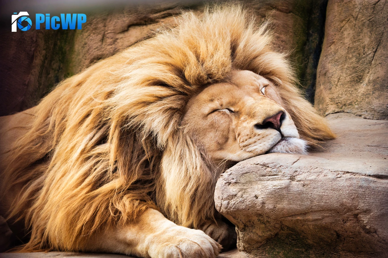 Lion Sleeping Lion 6K PC Wallpaper