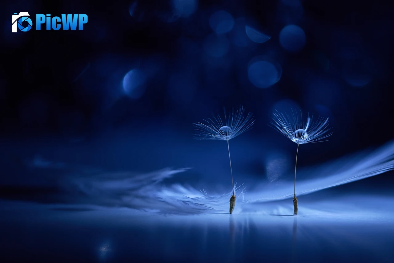 Dandelion flowers Water drops 6K PC Wallpaper
