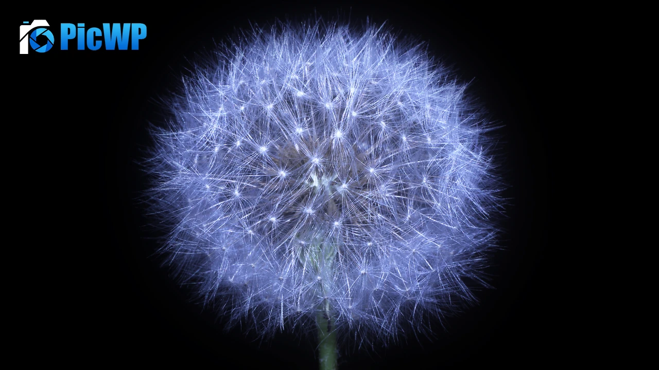 Dandelion flower Black background 6K PC Wallpaper