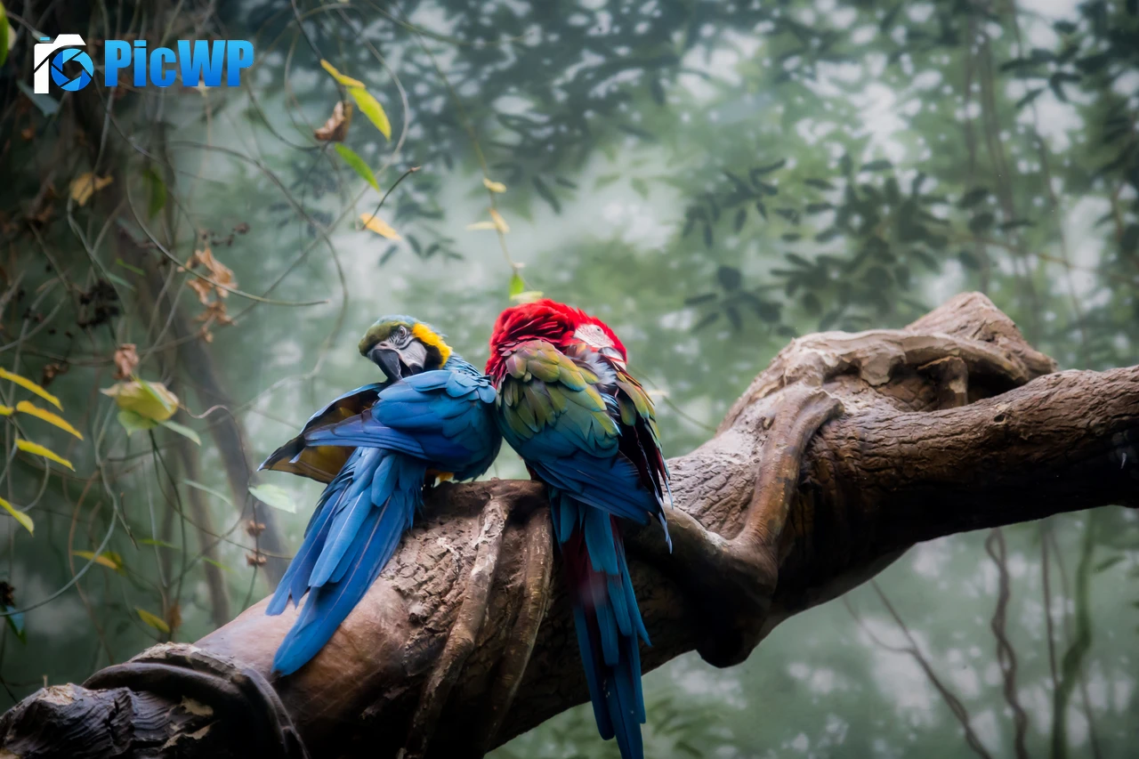 Macaw birds Bird Couple 6K PC Wallpaper