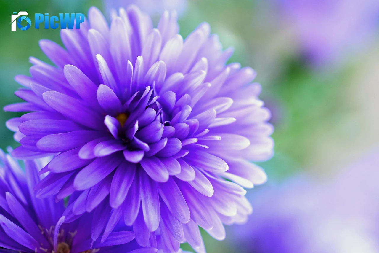 Herbstaster flower Violet flowers 6K PC Wallpaper