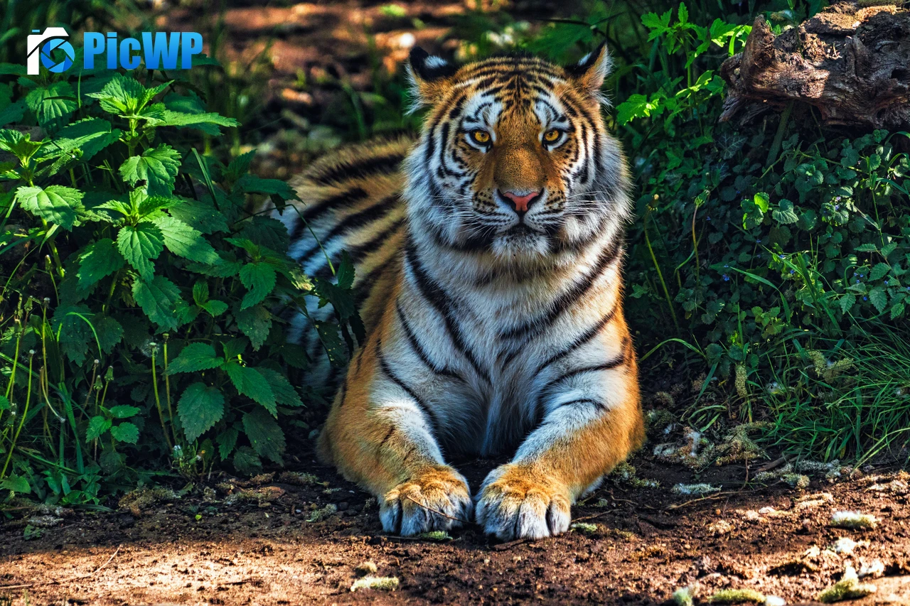 Bengal Tiger Forest 6K PC Wallpaper