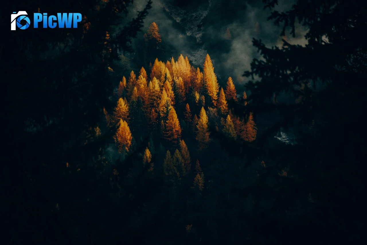 Golden larches Fall 6K PC Wallpaper