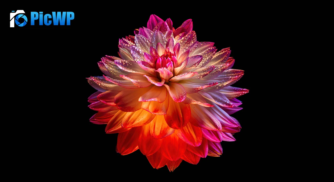 Dahlia flower Colorful flower 7K PC Wallpaper