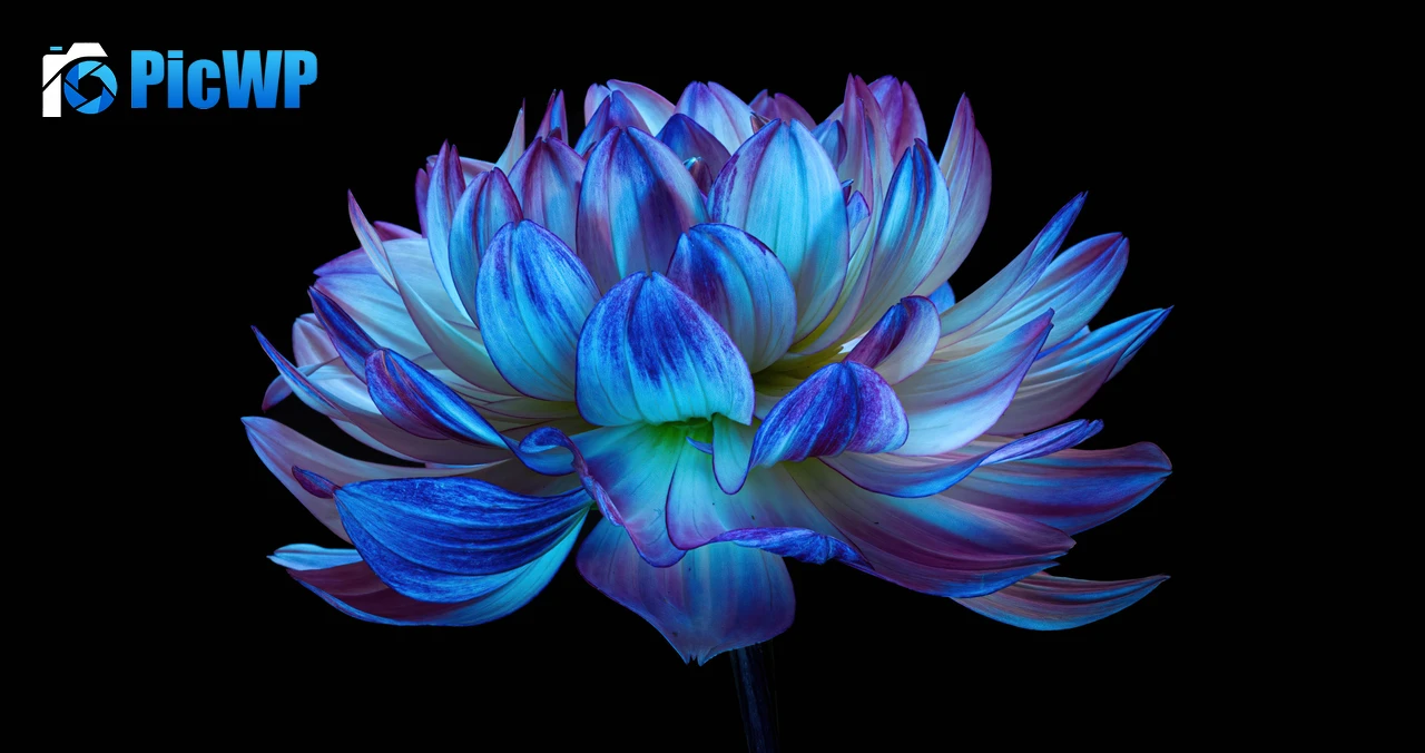 Dahlia flower Blue flower 5K PC Wallpaper