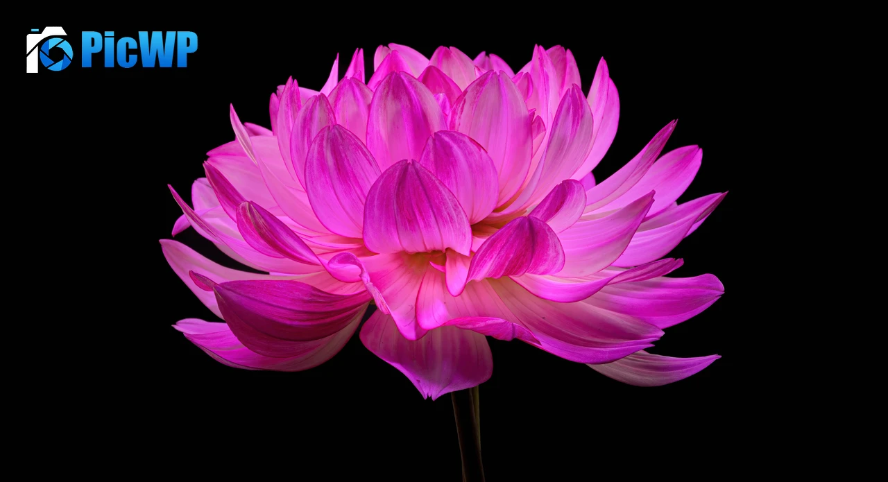 Dahlia flower Pink flower 6K PC Wallpaper