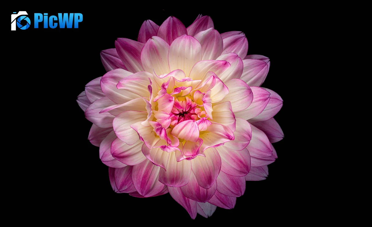 Dahlia flower 8K PC Wallpaper