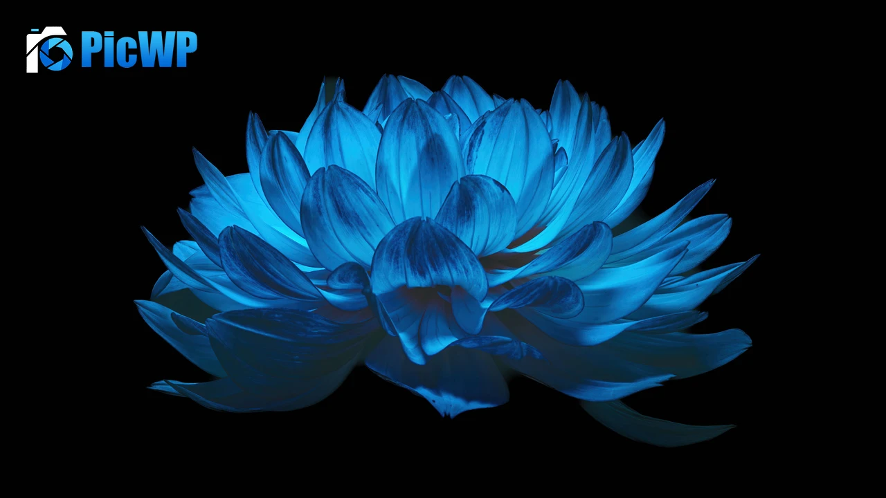 Dahlia flower AMOLED 6K PC Wallpaper