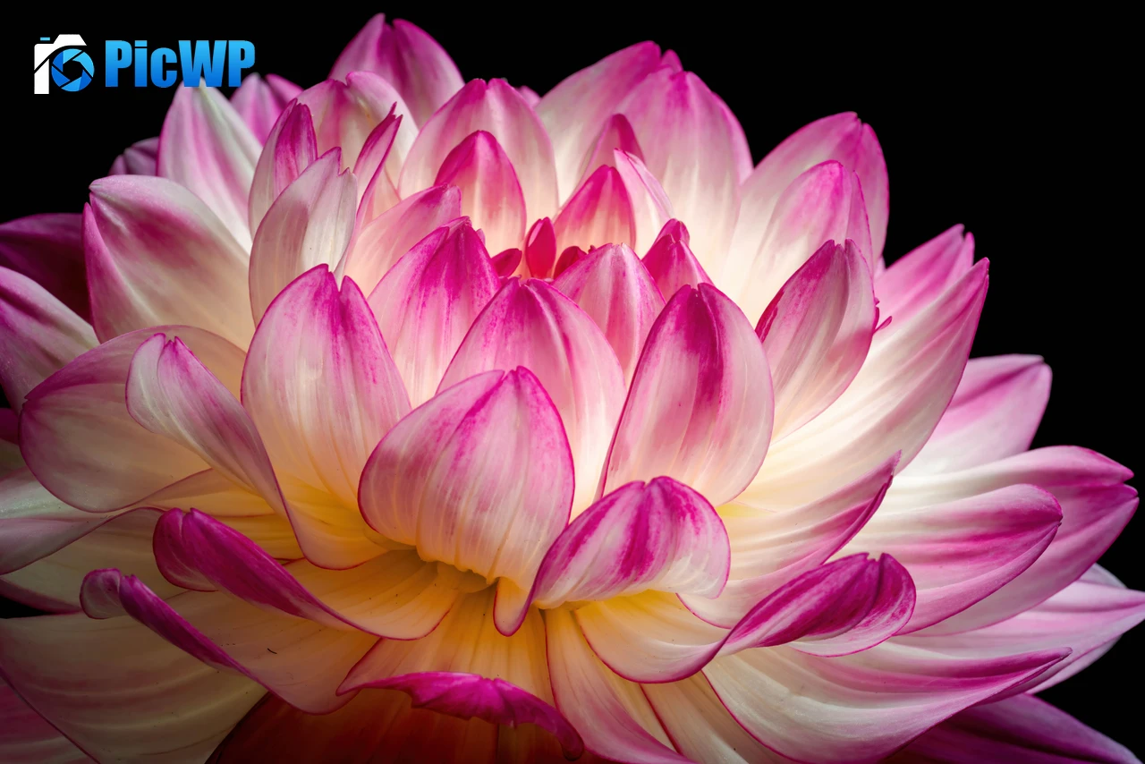 Pink flower Dahlia flower 8K PC Wallpaper