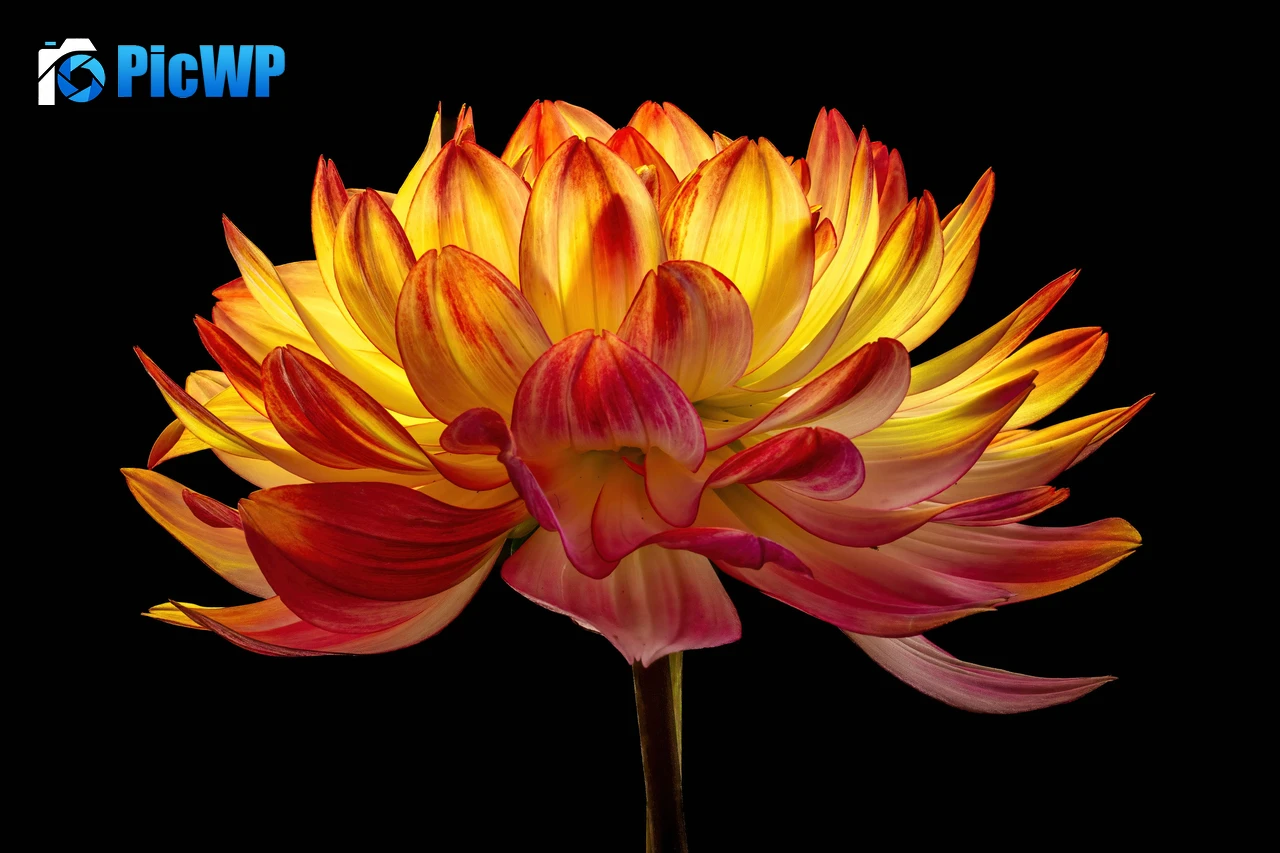 Dahlia flower Black background 5K PC Wallpaper