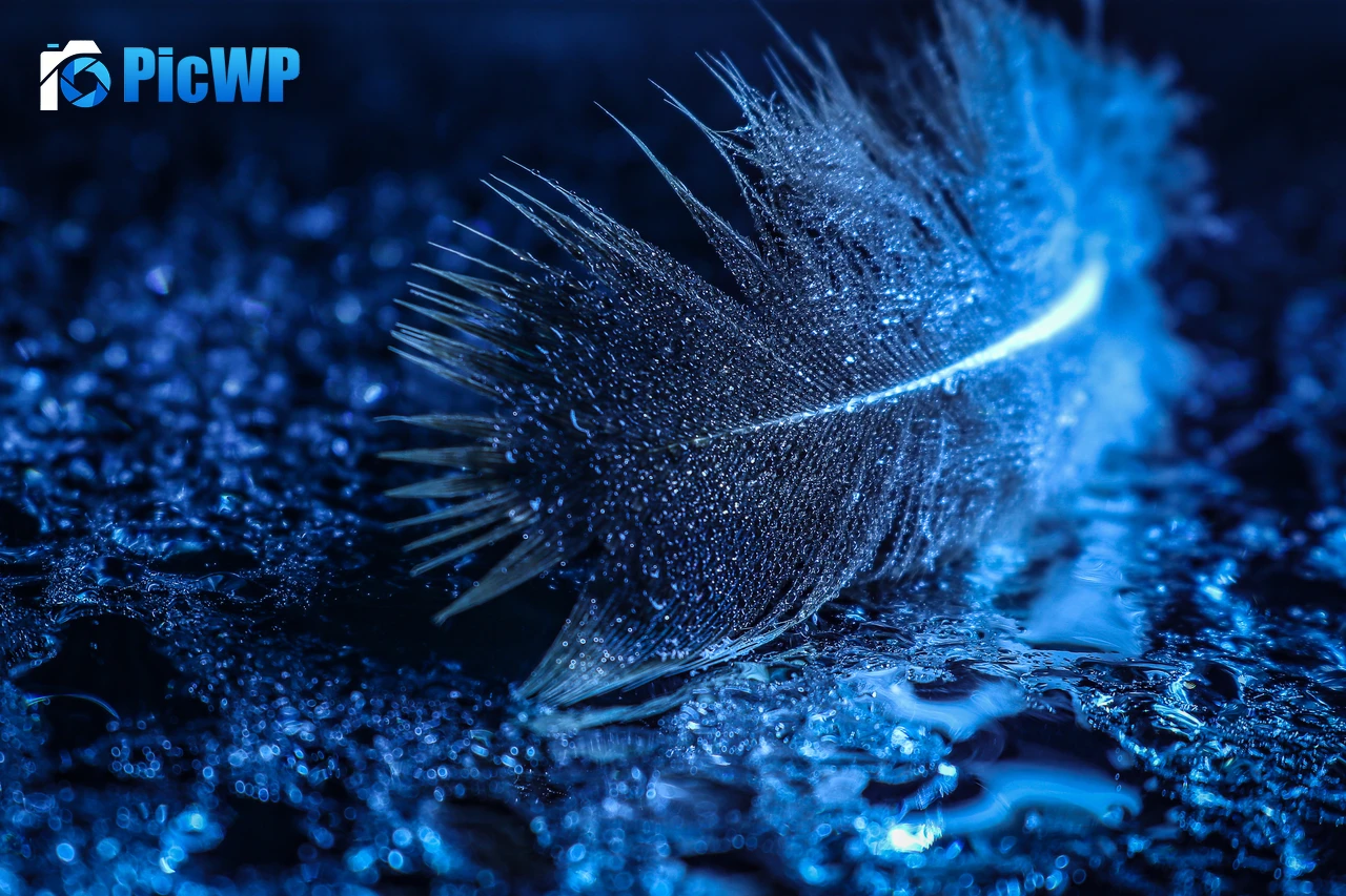 Feather Wet 5K PC Wallpaper