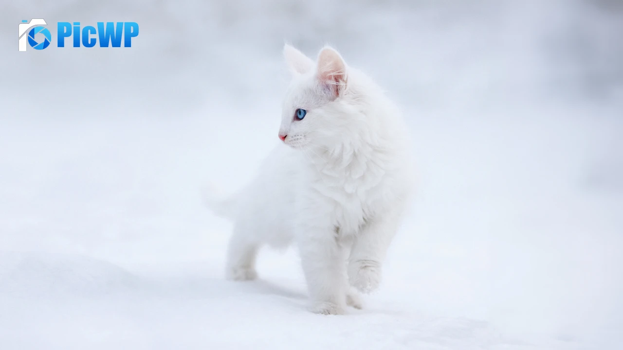 Kitten White aesthetic 6K PC Wallpaper