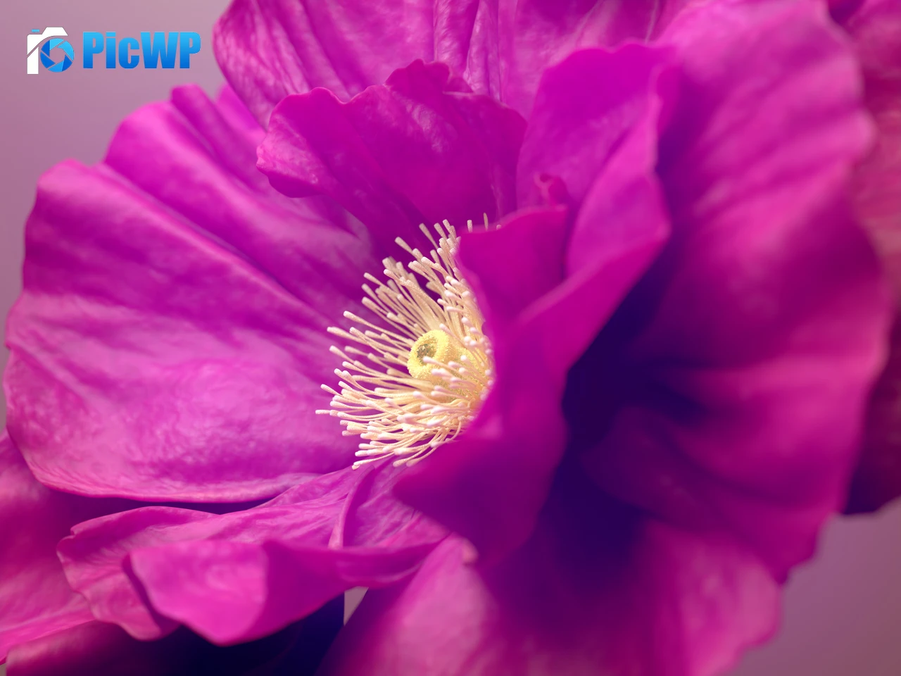 Hibiscus flowers Pink flower 4K PC Wallpaper