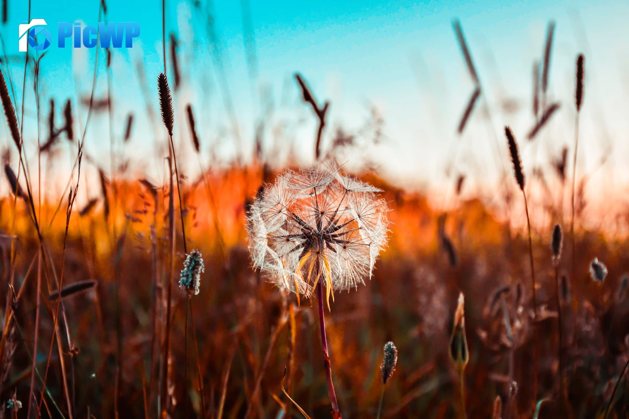 Dandelion flower Summer 6K PC Wallpaper