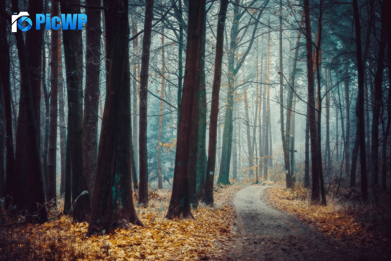 Poland Forest 4K PC Wallpaper