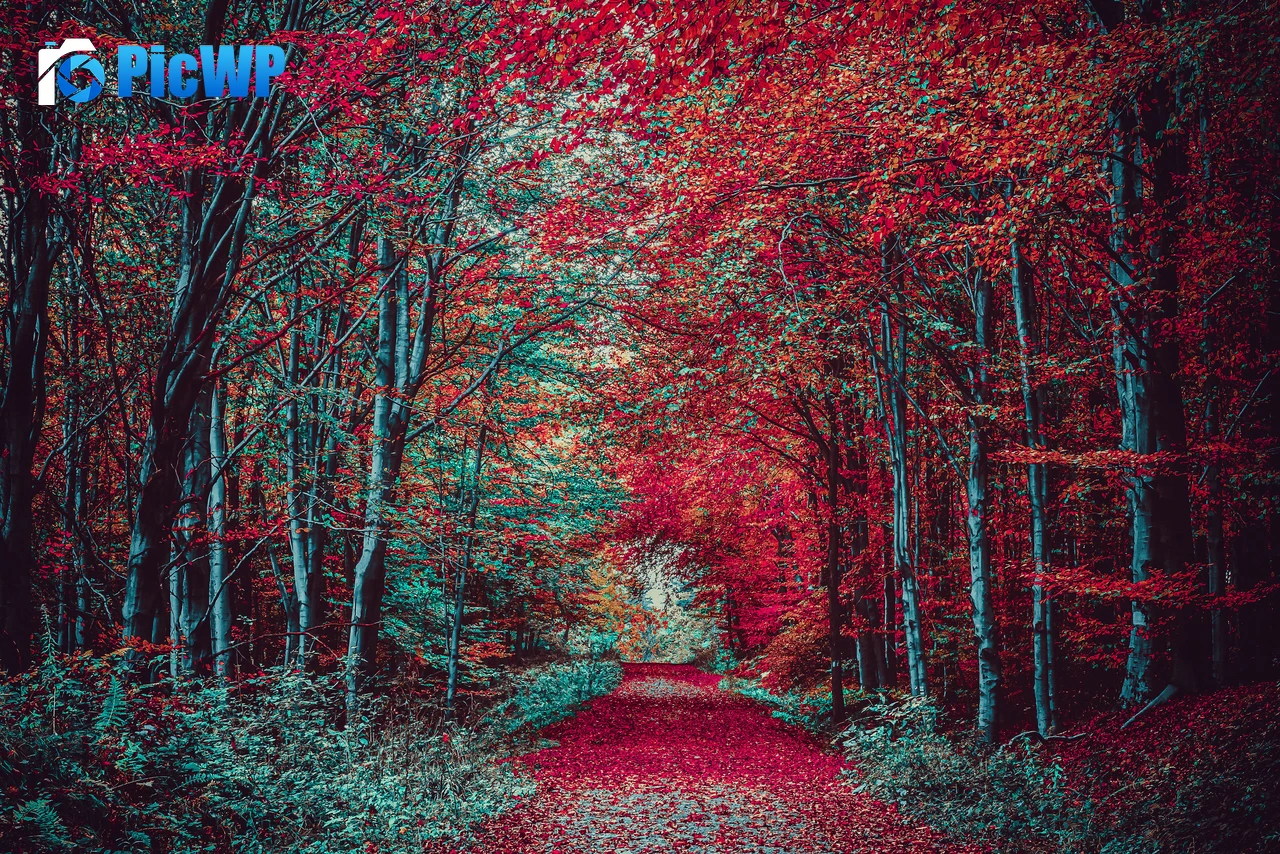 Autumn Forest Path 4K PC Wallpaper