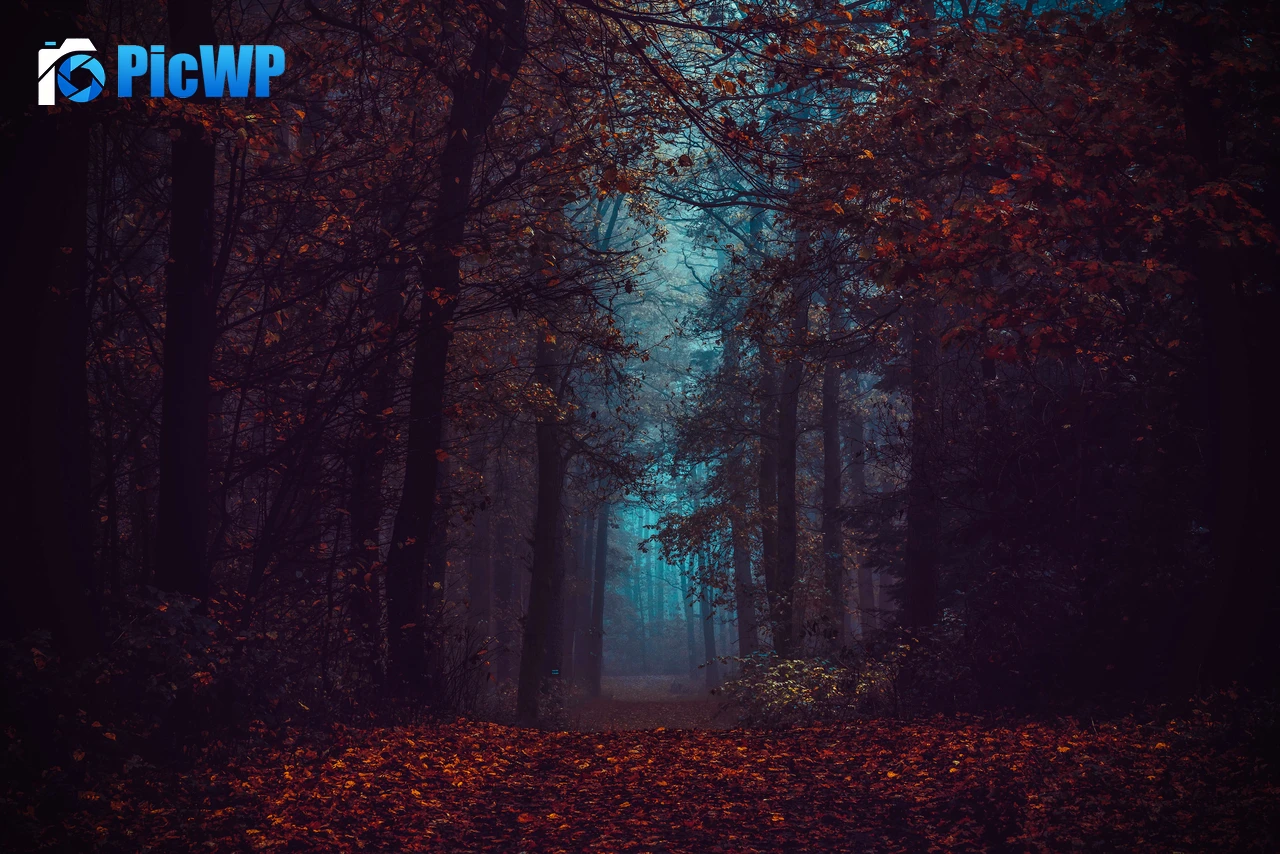 Forest Fall Foliage 4K PC Wallpaper