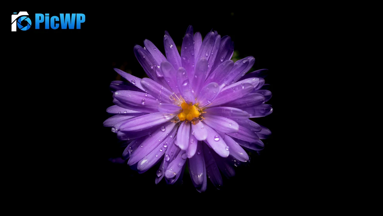 Aster flower Purple Flower 7K PC Wallpaper