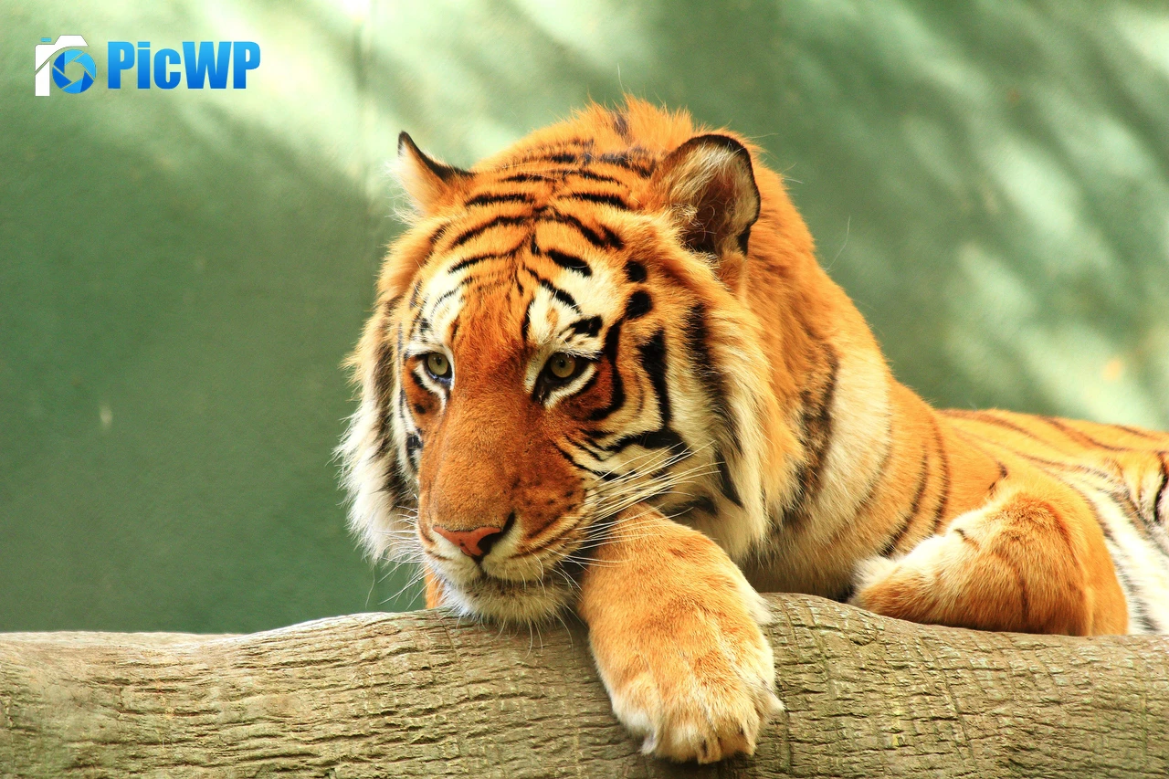 Tiger Log 4K PC Wallpaper