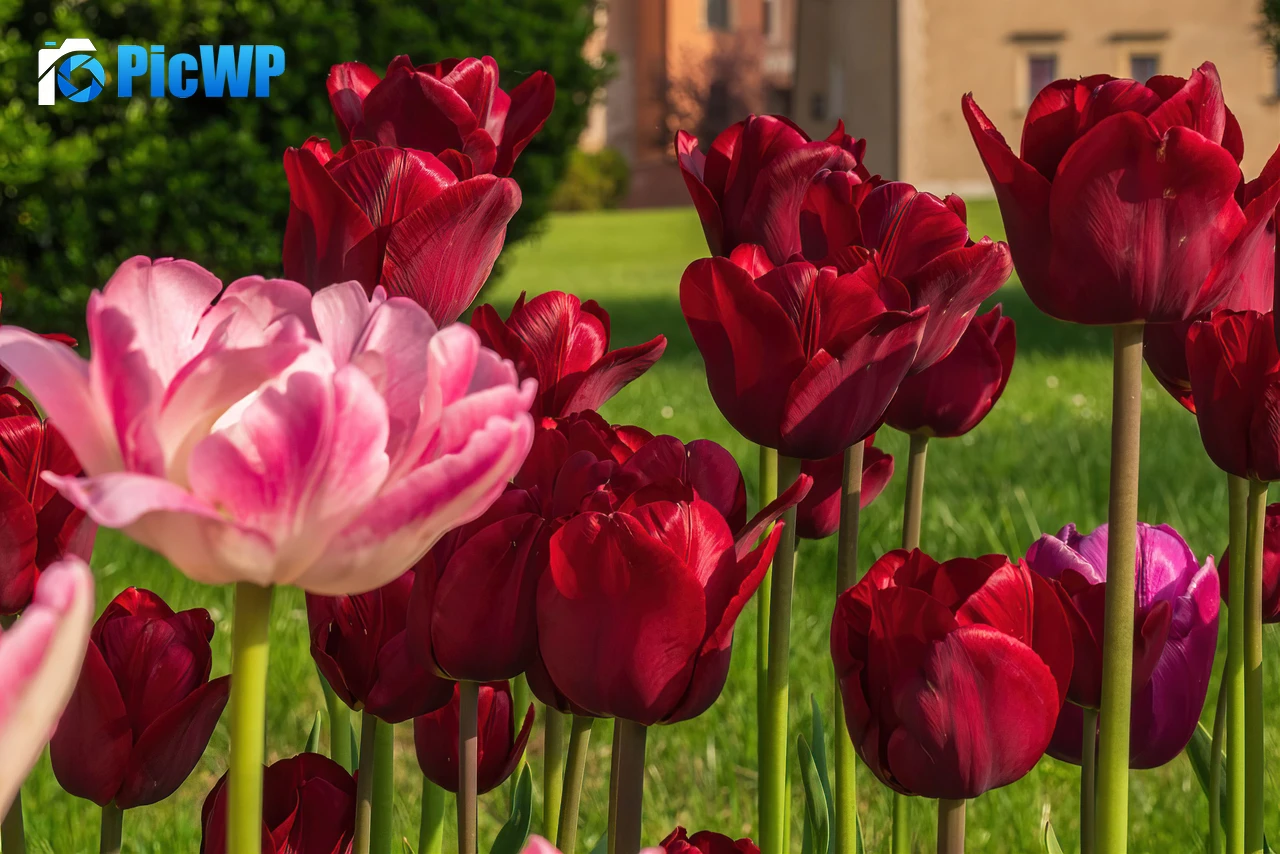 Red Tulips Red flowers 4K PC Wallpaper