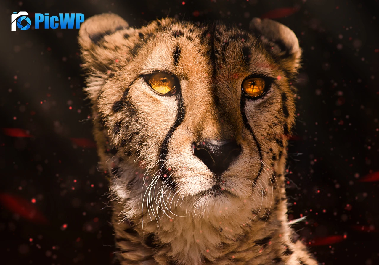 Cheetah Southeast African cheetah 6K PC Wallpaper