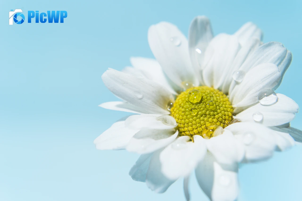 White daisy Daisy flower 4K PC Wallpaper