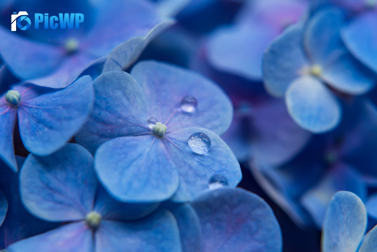 Hydrangea Flowers Blue flowers 4K PC Wallpaper