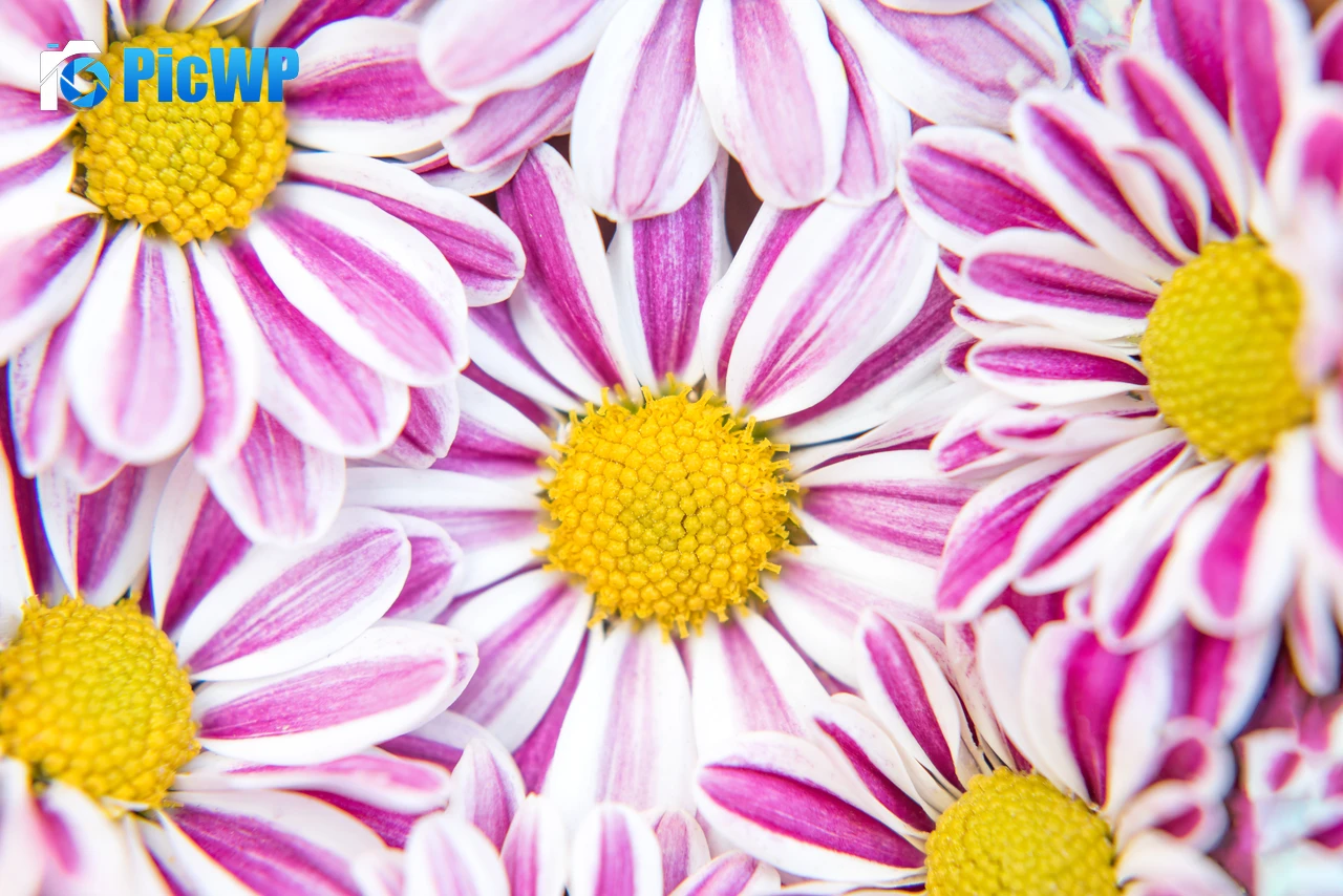 Chrysanthemum flowers Pink flowers 4K PC Wallpaper