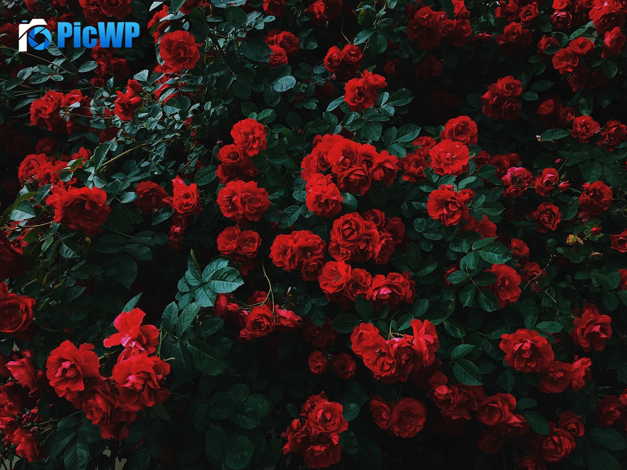 Garden roses Hybrid roses 5K PC Wallpaper