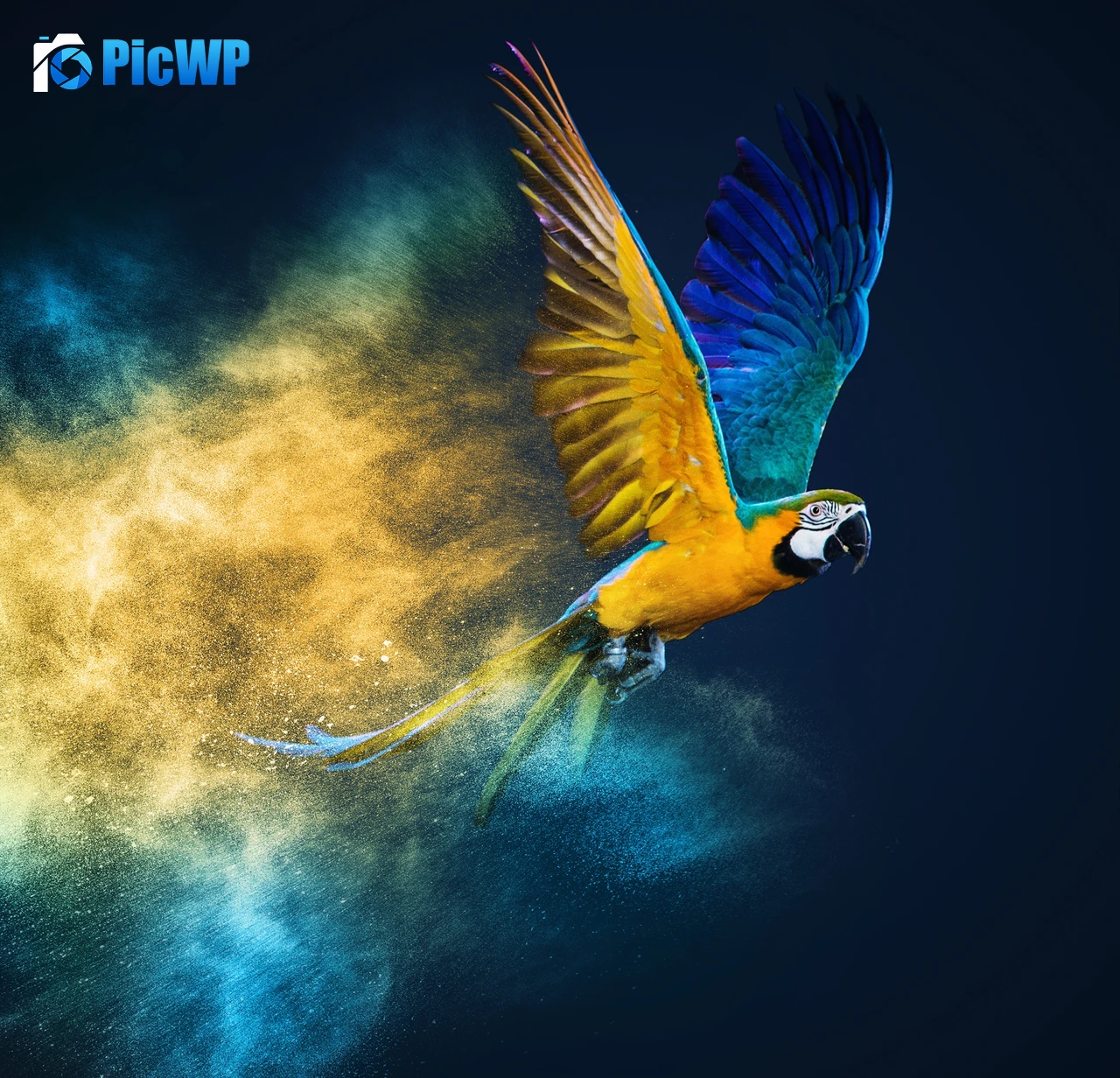 Blue-and-yellow macaw Colorful background 4K PC Wallpaper