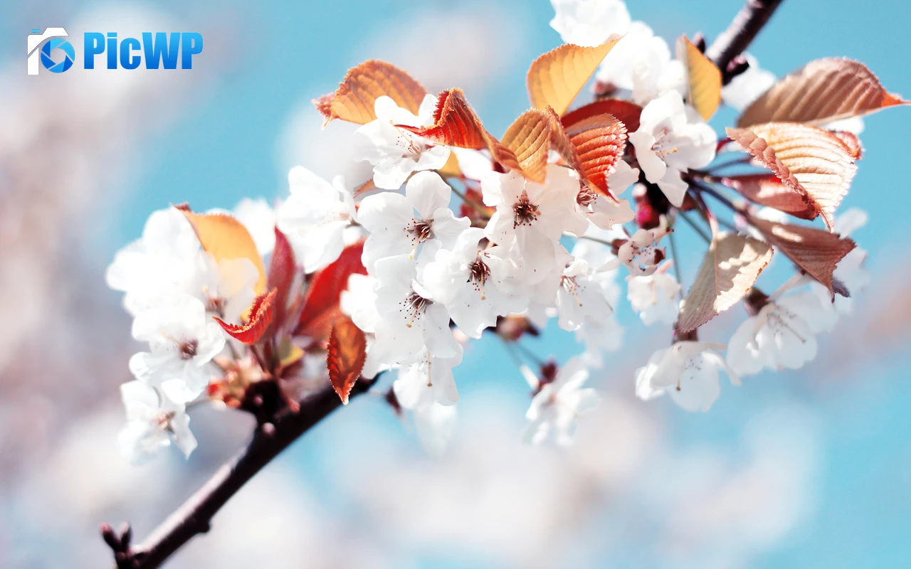 Cherry blossom Cherry flowers 4K PC Wallpaper