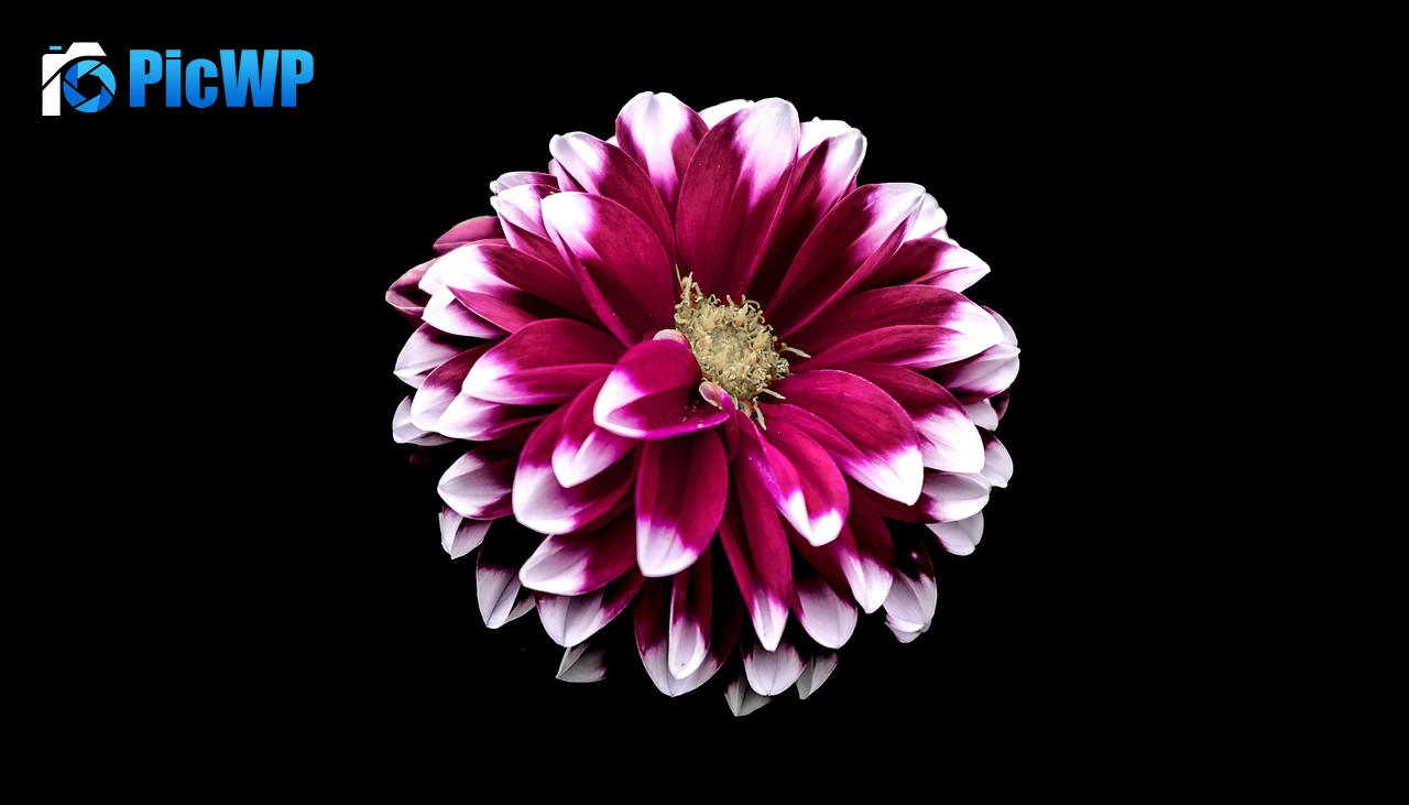 Dahlia flower Purple Red 6K PC Wallpaper