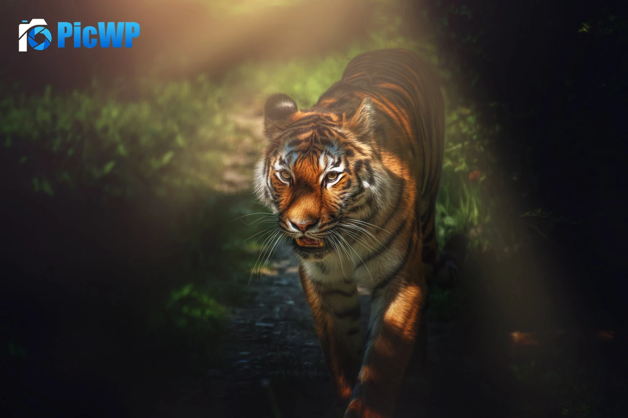 Tiger Wild animal 6K PC Wallpaper