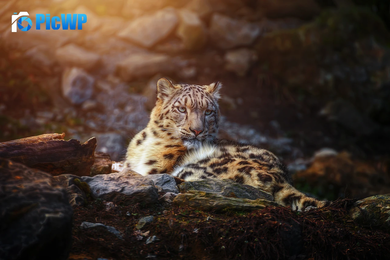 Snow leopard Wild animal 4K PC Wallpaper